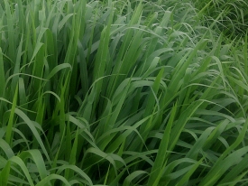 brachiaria