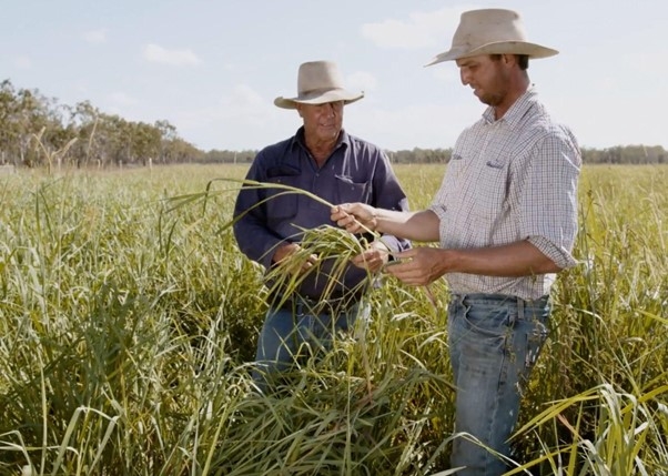Malcolm and Graham Searle inspecting Splenda Setaria on Jerona Station