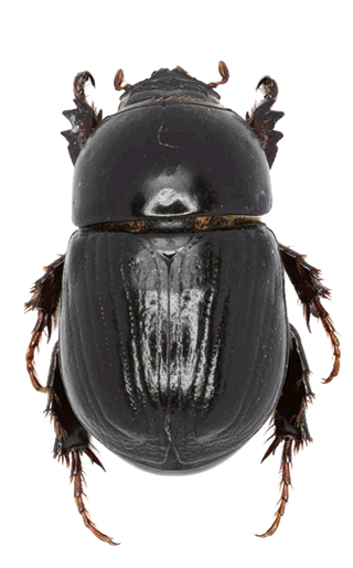 adult_black_beetle