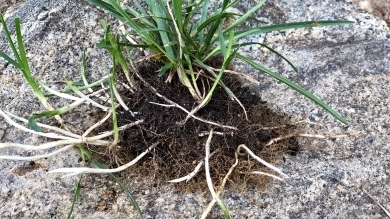 rhizomes