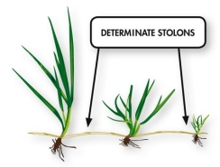 stolon