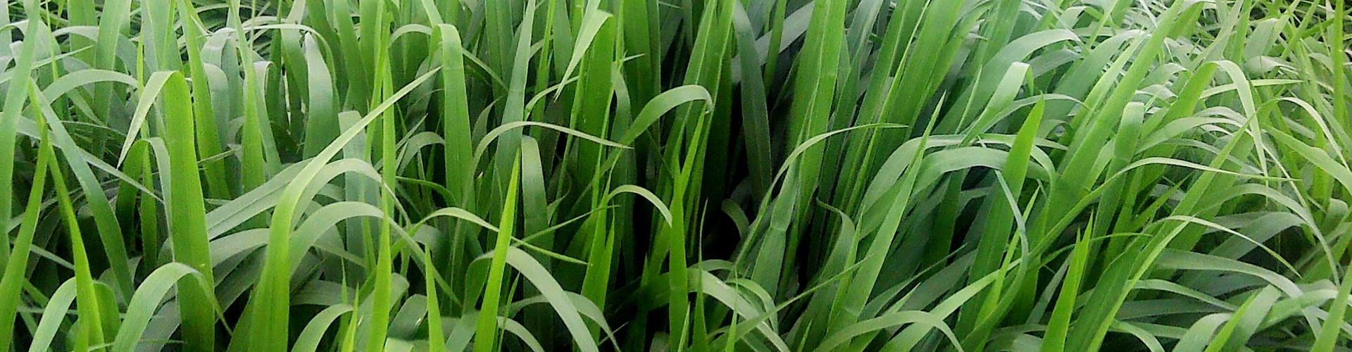 Hybrid Brachiaria