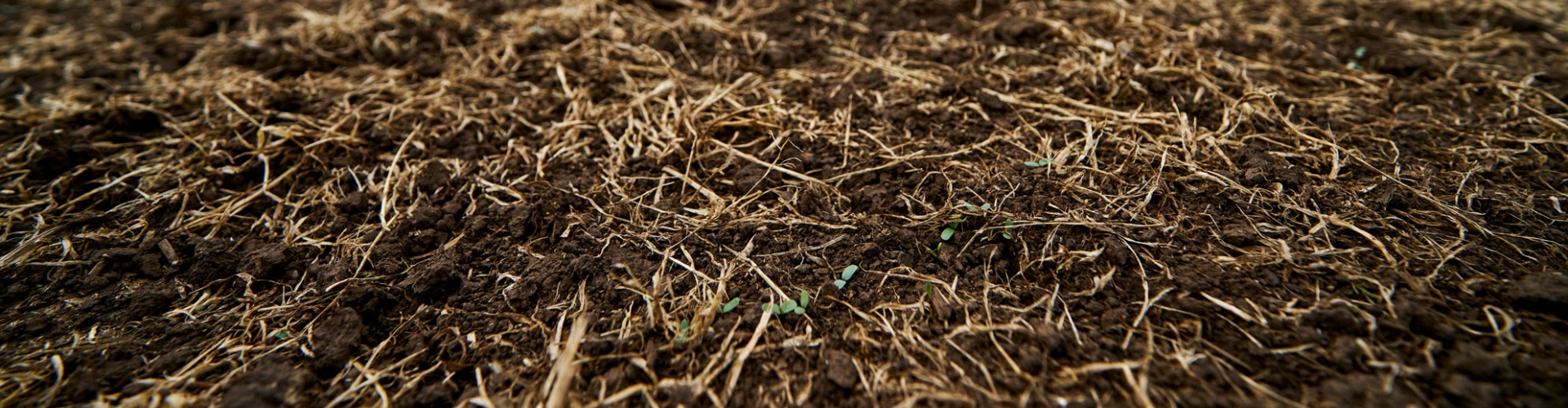 tiny emerging plants from a seedbed on a gloomy overcast day
