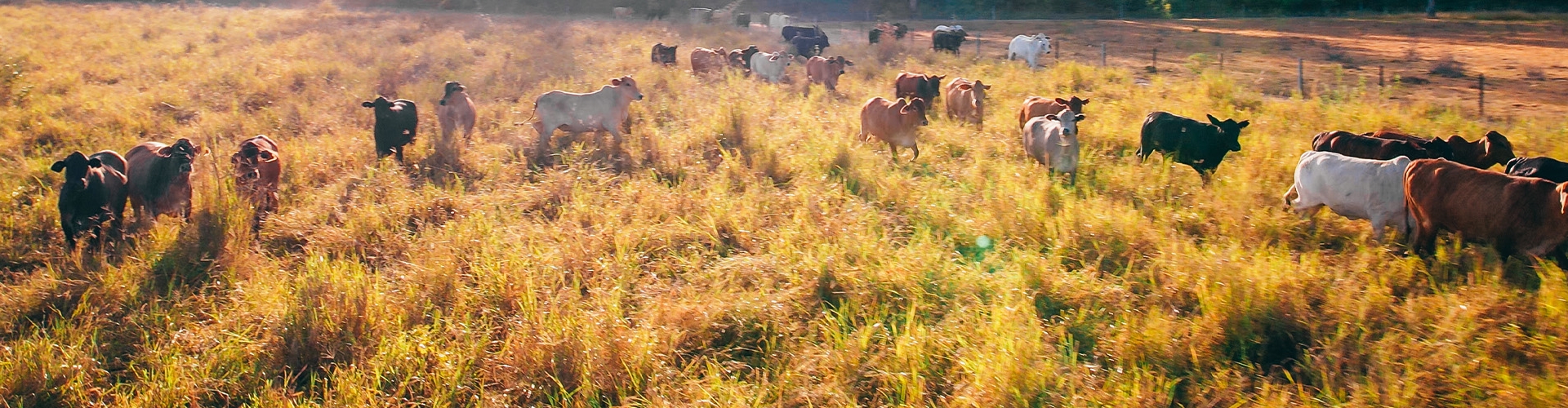 cattle on tropical pasture