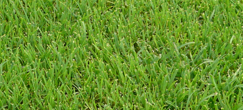 C4 lawn