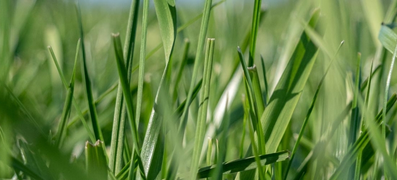 Meatmaster All Grass