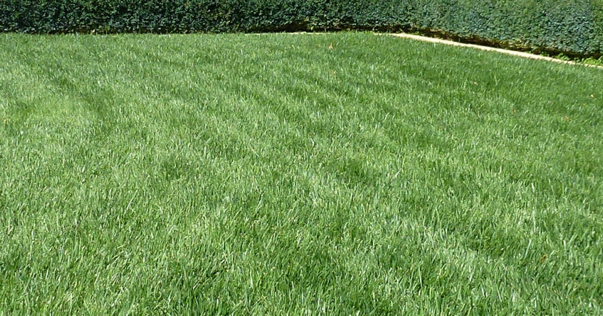 RTF Turf Grass: Rhizomatous Tall Fescue | Barenbrug