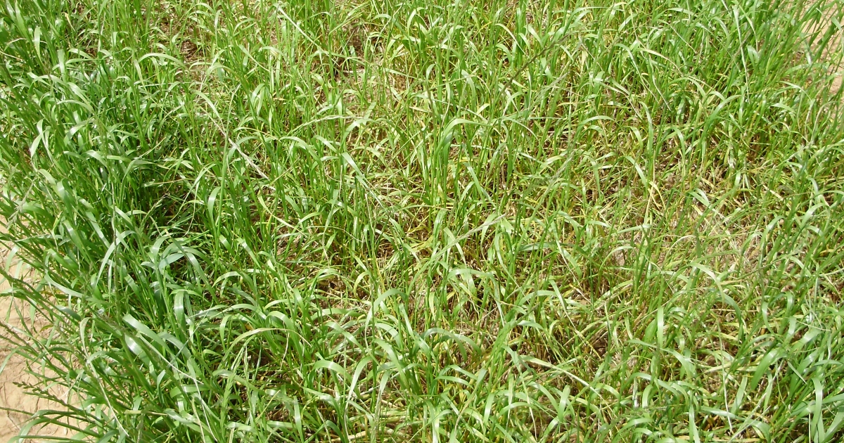 Managing Rust in Ryegrass: Tips for Healthy Pastures | Barenbrug